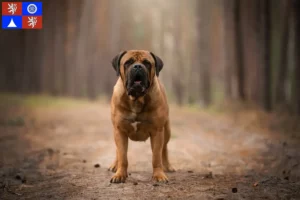 Read more about the article Boerboel breeders and puppies in Liberec