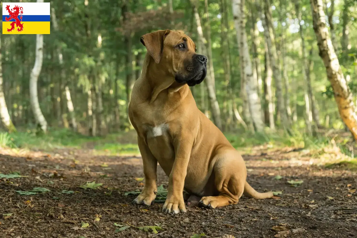 Read more about the article Boerboel breeders and puppies in Limburg