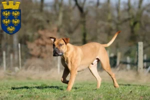 Read more about the article Boerboel breeders and puppies in Lower Austria