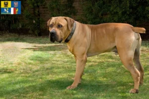 Read more about the article Boerboel breeders and puppies in Moravia-Silesia