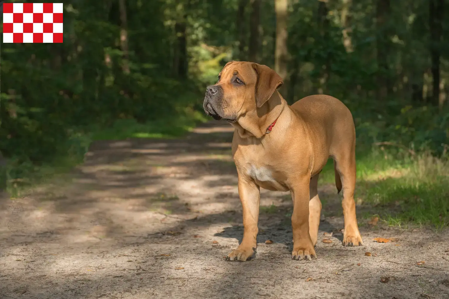 Read more about the article Boerboel breeders and puppies in North Brabant