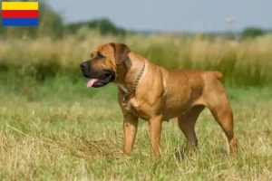 Read more about the article Boerboel breeders and puppies in North Holland