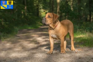 Read more about the article Boerboel breeders and puppies in Olomouc