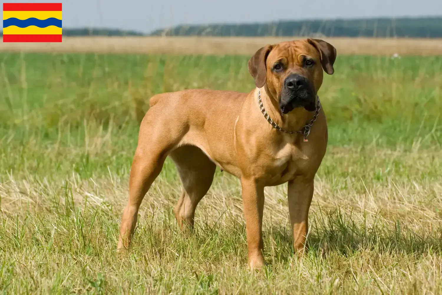 Read more about the article Boerboel breeders and puppies in Overijssel