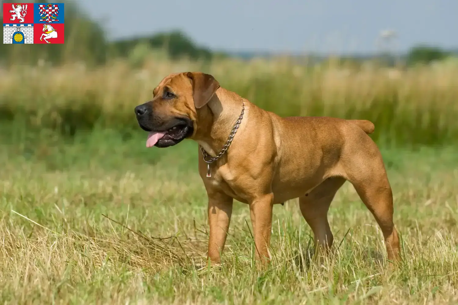 Read more about the article Boerboel breeders and puppies in Pardubice