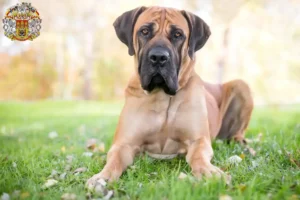 Read more about the article Boerboel breeders and puppies in Prague