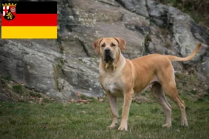 Read more about the article Boerboel breeders and puppies in Rhineland-Palatinate