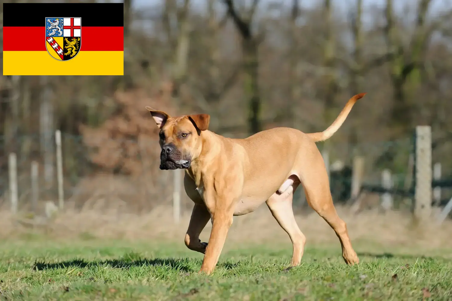 Read more about the article Boerboel breeders and puppies in Saarland