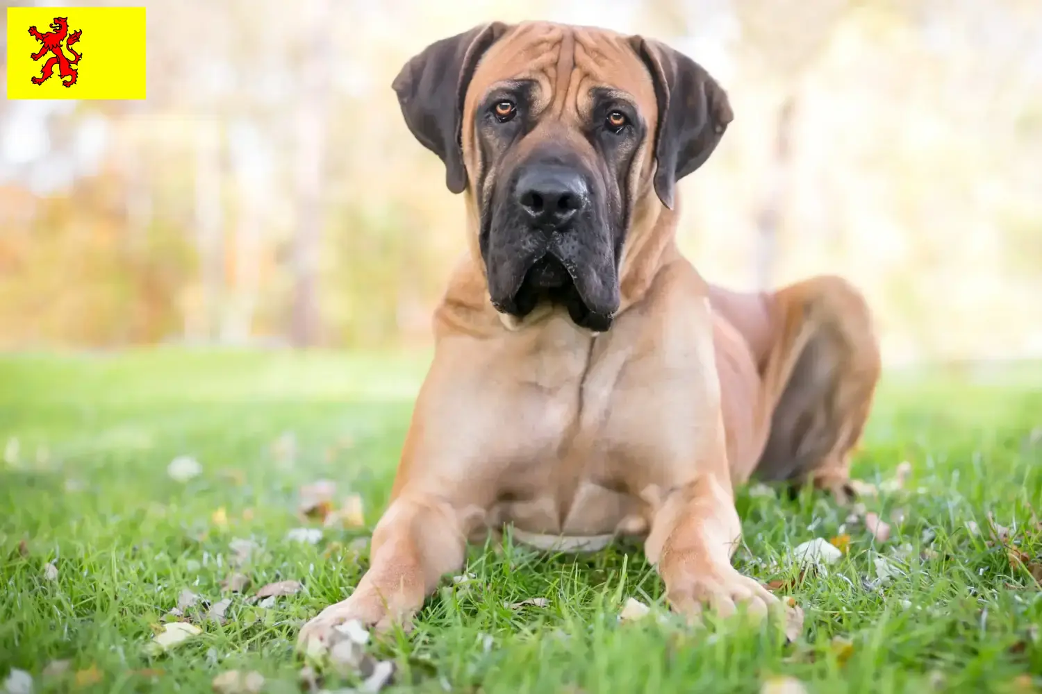 Read more about the article Boerboel breeders and puppies in South Holland