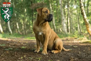 Read more about the article Boerboel breeders and puppies in Styria