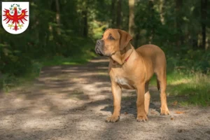 Read more about the article Boerboel breeders and puppies in Tirol