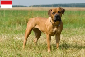 Read more about the article Boerboel breeders and puppies in Vienna