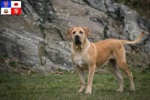 Read more about the article Boerboel breeders and puppies in Vysočina