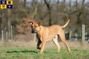 Read more about the article Boerboel breeders and puppies in Zlín