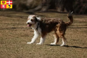 Read more about the article Bordoodle breeders and puppies in Auvergne-Rhône-Alpes