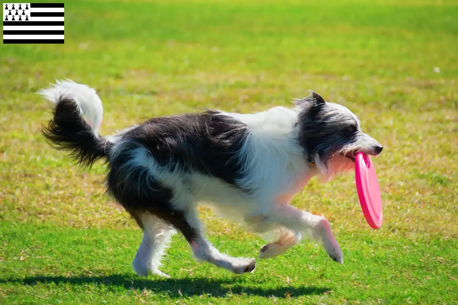 Read more about the article Bordoodle breeders and puppies in Brittany