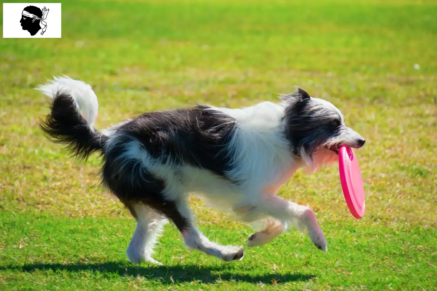 Read more about the article Bordoodle breeders and puppies in Corsica