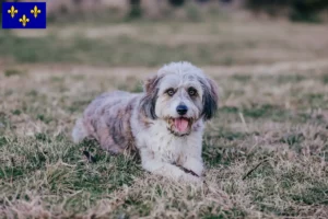 Read more about the article Bordoodle breeders and puppies in Île-de-France