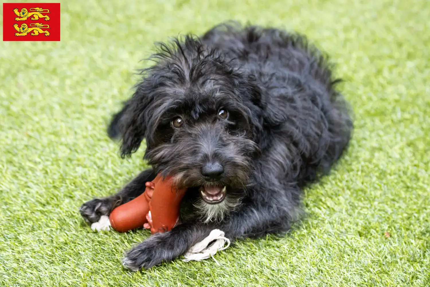 Read more about the article Bordoodle breeders and puppies in Normandy