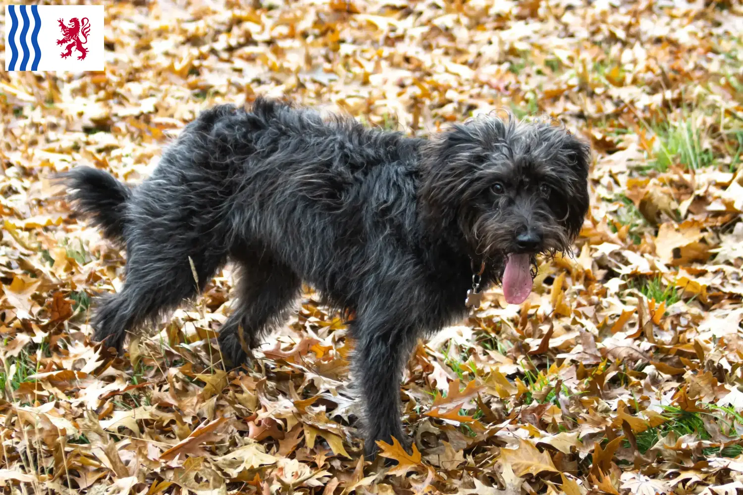 Read more about the article Bordoodle breeders and puppies in Nouvelle-Aquitaine