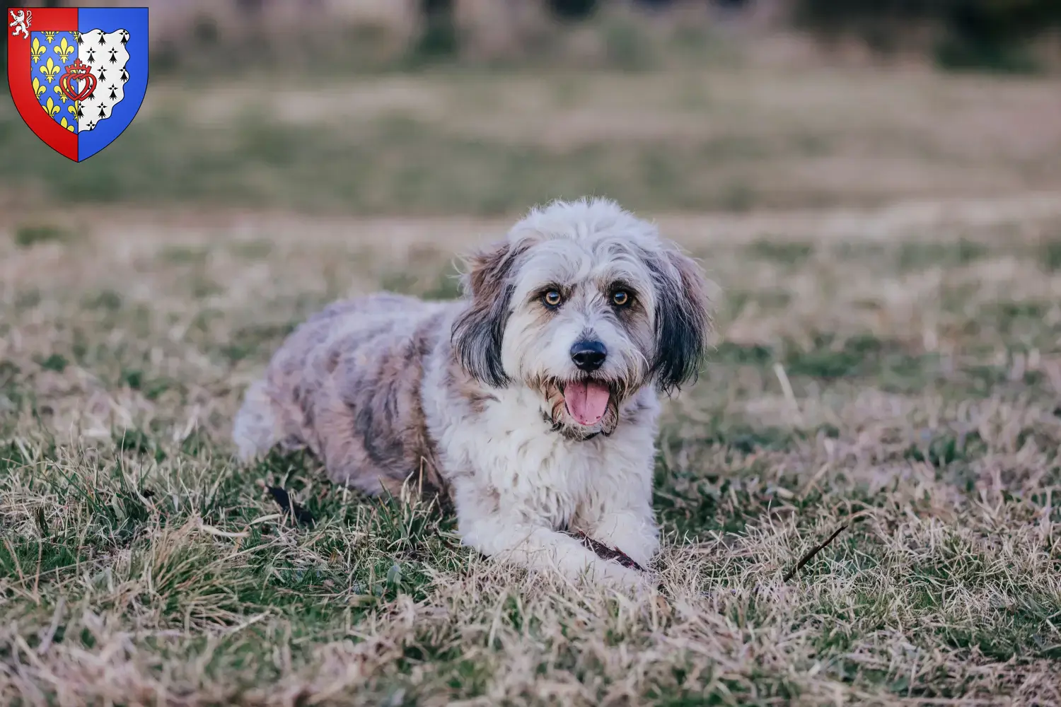 Read more about the article Bordoodle breeders and puppies in Pays de la Loire