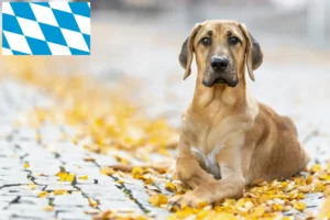 Read more about the article Broholmer breeders and puppies in Bavaria