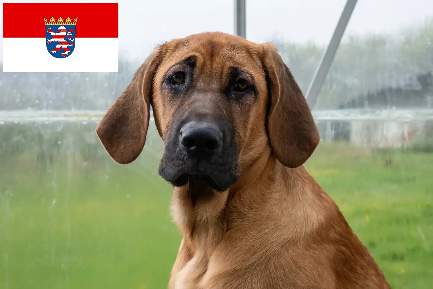 Read more about the article Broholmer breeders and puppies in Hessen