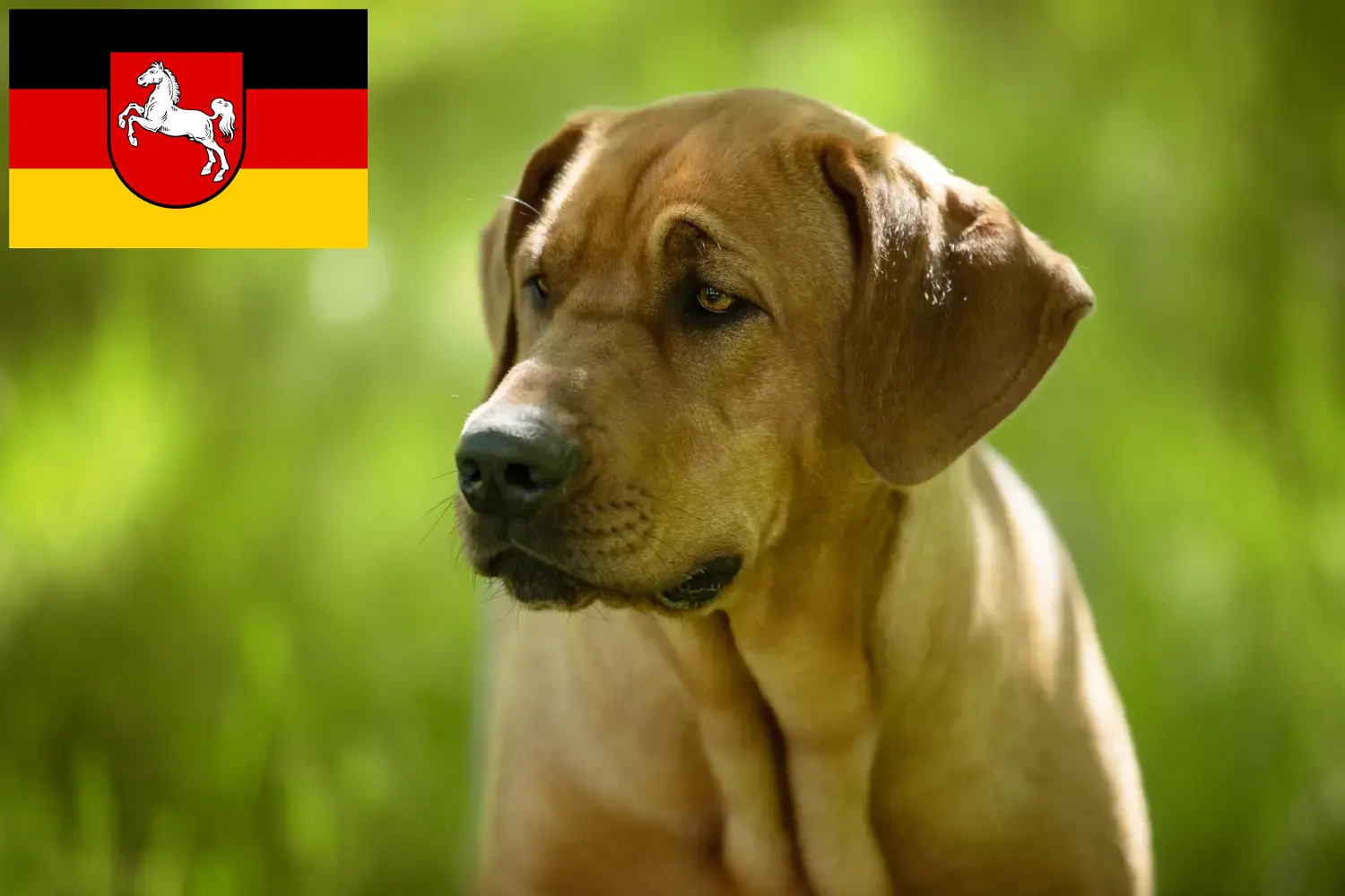 Read more about the article Broholmer breeders and puppies in Lower Saxony