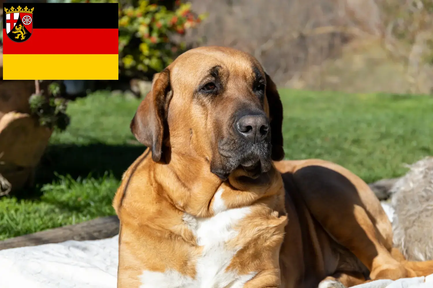 Read more about the article Broholmer breeders and puppies in Rhineland-Palatinate