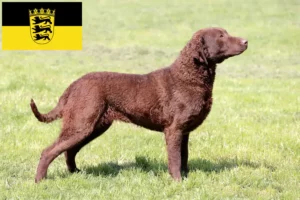 Read more about the article Chesapeake Bay Retriever breeders and puppies in Baden-Württemberg