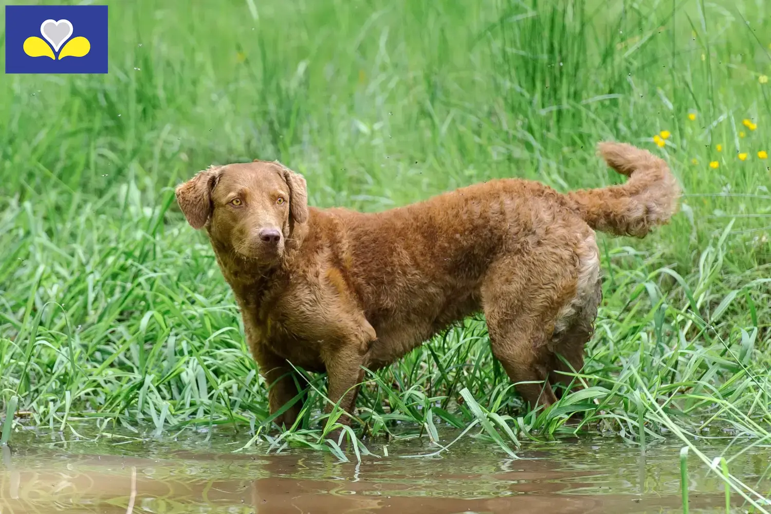 Read more about the article Chesapeake Bay Retriever breeders and puppies in Brussels-Capital Region