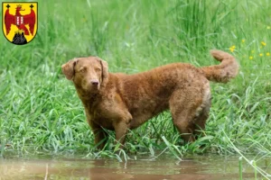 Read more about the article Chesapeake Bay Retriever breeders and puppies in Burgenland