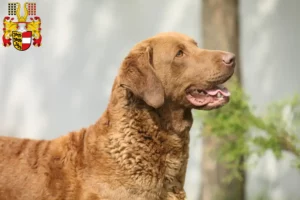 Read more about the article Chesapeake Bay Retriever breeders and puppies in Carinthia