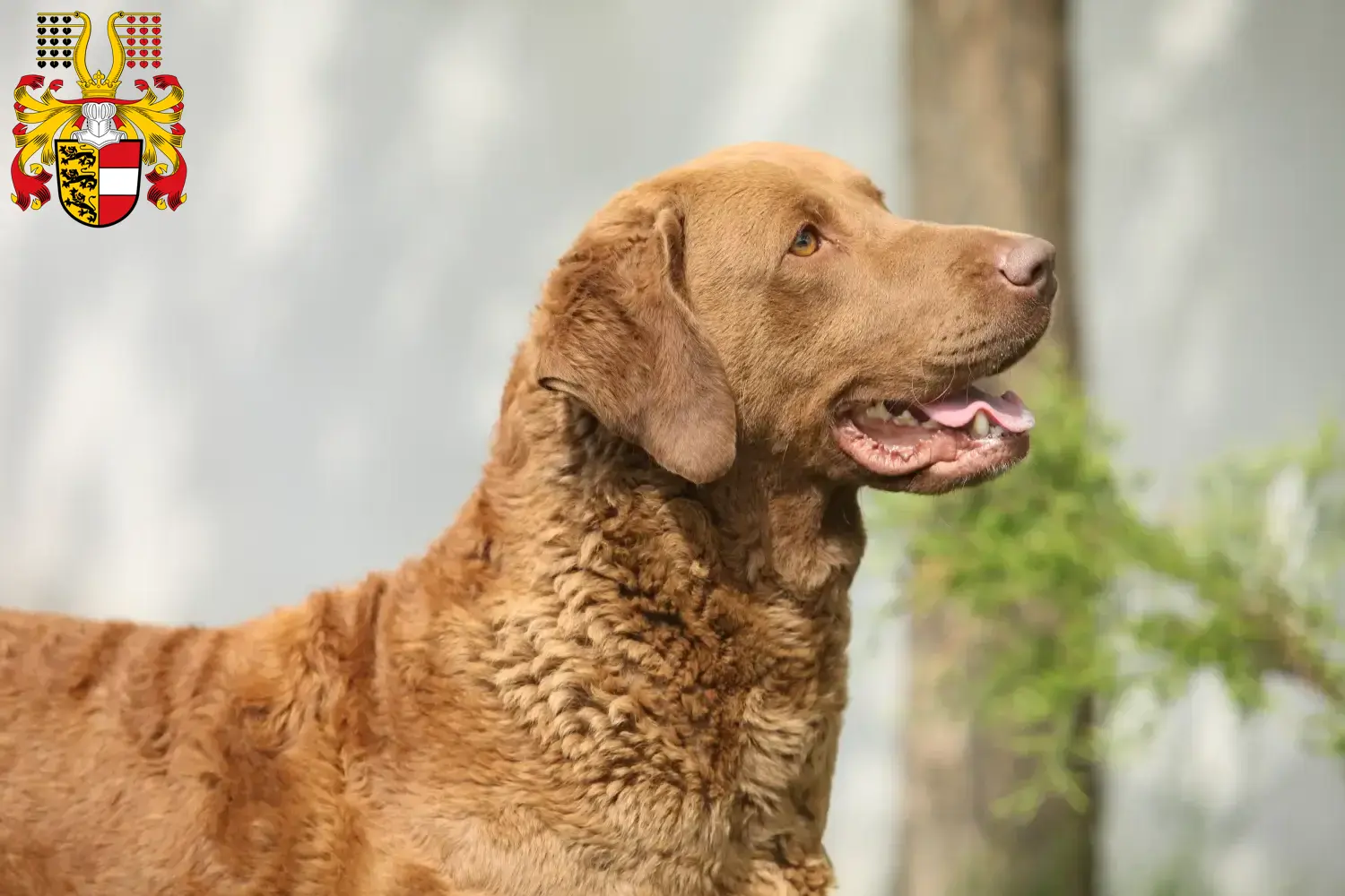 Read more about the article Chesapeake Bay Retriever breeders and puppies in Carinthia