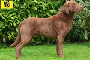 Read more about the article Chesapeake Bay Retriever breeders and puppies in Flanders