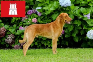 Read more about the article Chesapeake Bay Retriever breeders and puppies in Hamburg