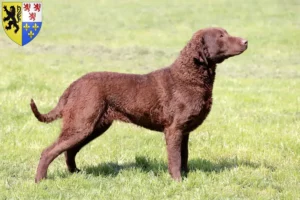 Read more about the article Chesapeake Bay Retriever breeders and puppies in Hauts-de-France