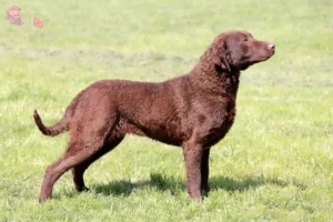 Read more about the article Chesapeake Bay Retriever breeders and puppies in Hovedstaden