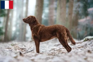 Read more about the article Chesapeake Bay Retriever breeders and puppies in Martinique