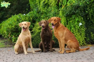 Read more about the article Chesapeake Bay Retriever breeders and puppies in Midtjylland