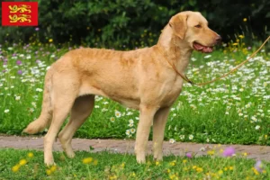 Read more about the article Chesapeake Bay Retriever breeders and puppies in Normandy