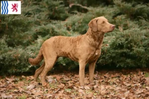 Read more about the article Chesapeake Bay Retriever breeders and puppies in Nouvelle-Aquitaine