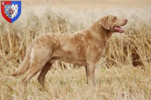 Read more about the article Chesapeake Bay Retriever breeders and puppies in Pays de la Loire