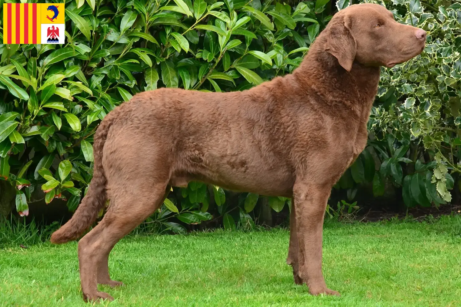 Read more about the article Chesapeake Bay Retriever breeders and puppies in Provence-Alpes-Côte d’Azur