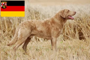 Read more about the article Chesapeake Bay Retriever breeders and puppies in Rhineland-Palatinate