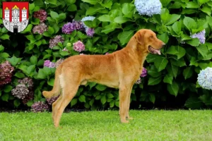 Read more about the article Chesapeake Bay Retriever breeders and puppies in Salzburg