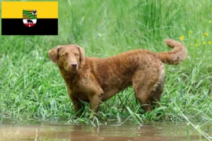 Read more about the article Chesapeake Bay Retriever breeders and puppies in Saxony-Anhalt