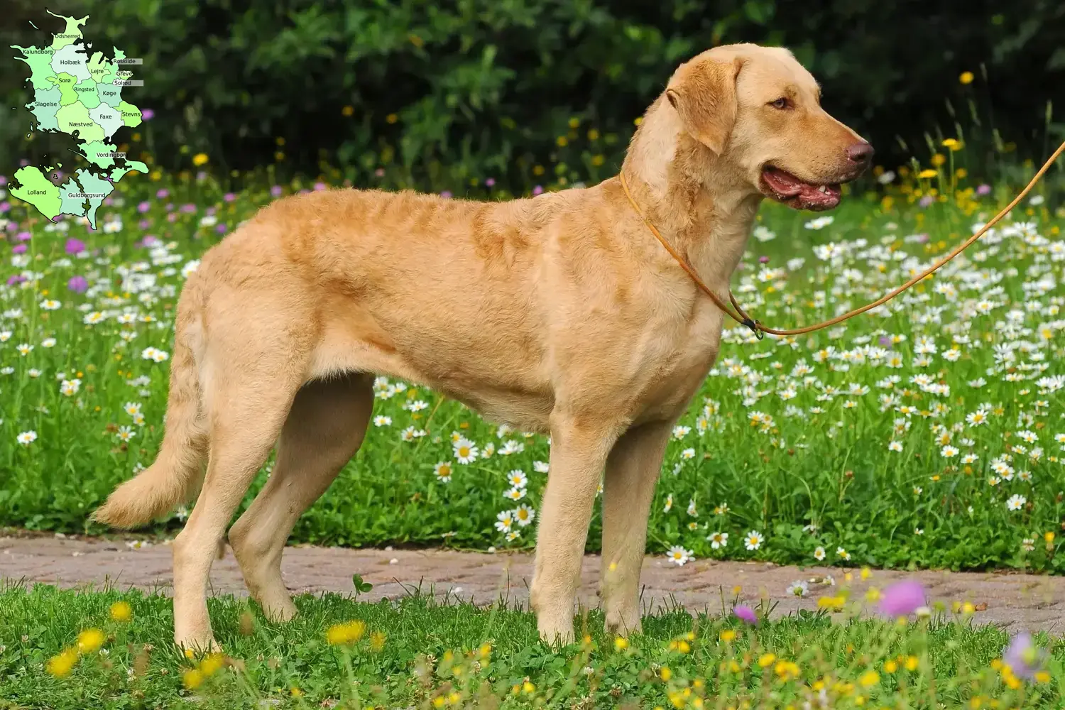 Read more about the article Chesapeake Bay Retriever breeders and puppies in Sjælland