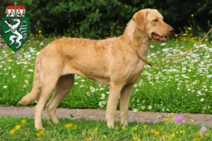 Read more about the article Chesapeake Bay Retriever breeders and puppies in Styria