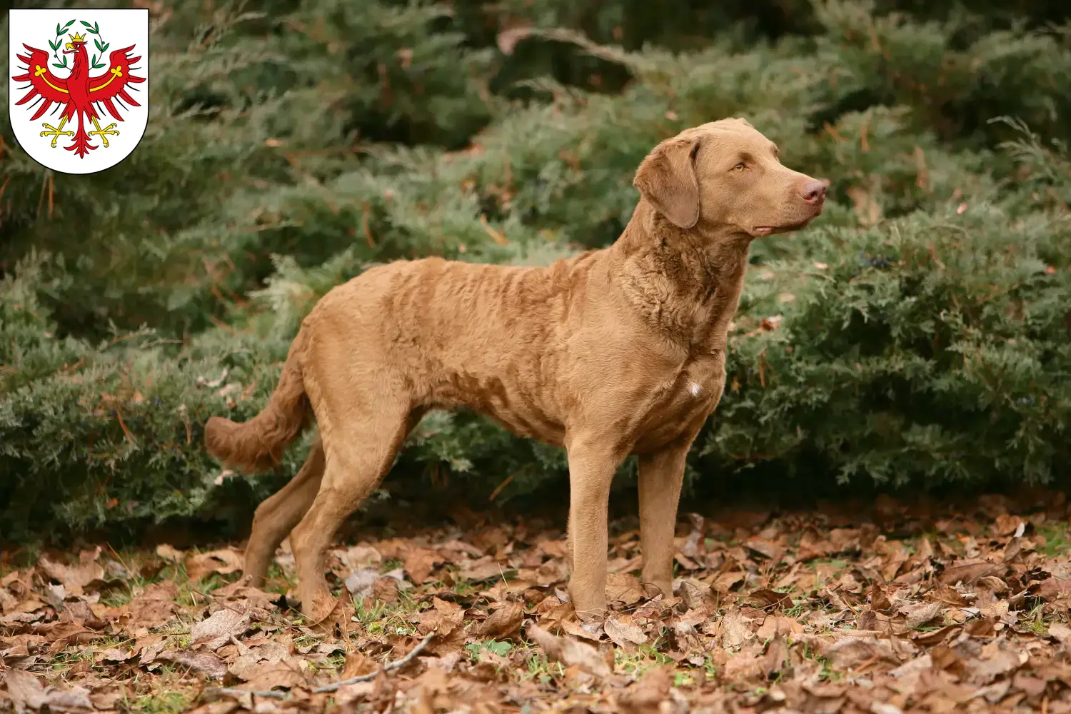 Read more about the article Chesapeake Bay Retriever breeders and puppies in Tirol